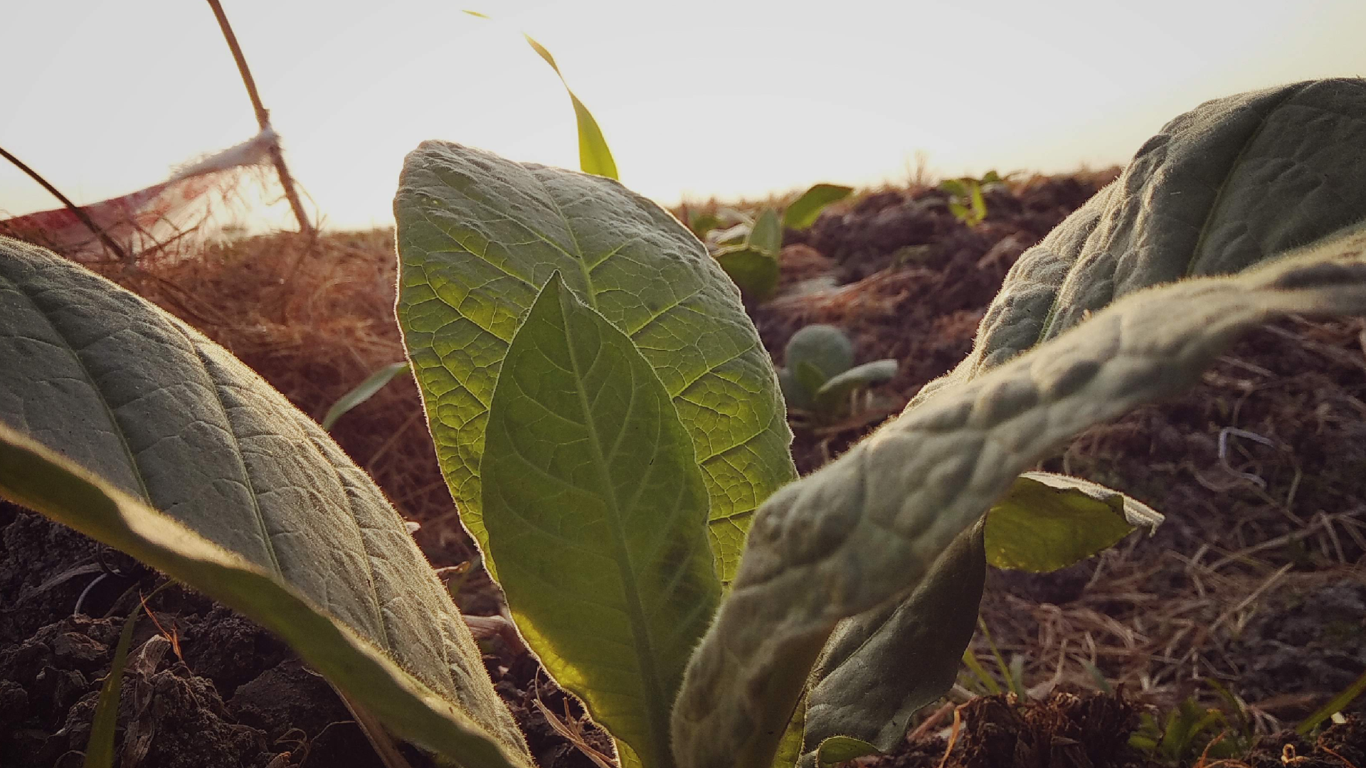 tobacco brazil What is Brazilian Tobacco? tobacco brazil What is Brazilian Tobacco?